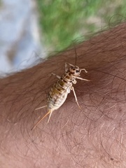 Gryllomorpha