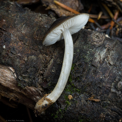 Pluteus nanus