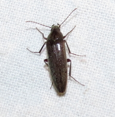 Synchroa punctata