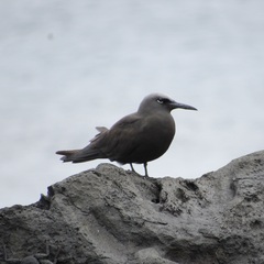 Anous stolidus galapagensis