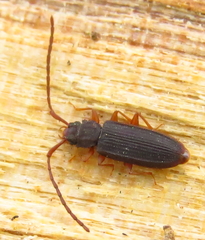Uleiota debilis