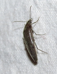 Synchroa punctata