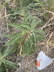 Asclepias oenotheroides