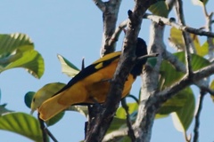 Oriolus xanthornus