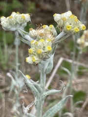 Pseudognaphalium stramineum