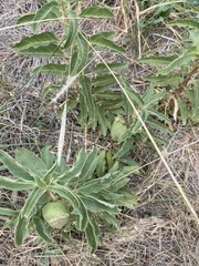 Asclepias oenotheroides