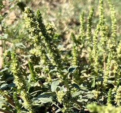 Amaranthus hybridus