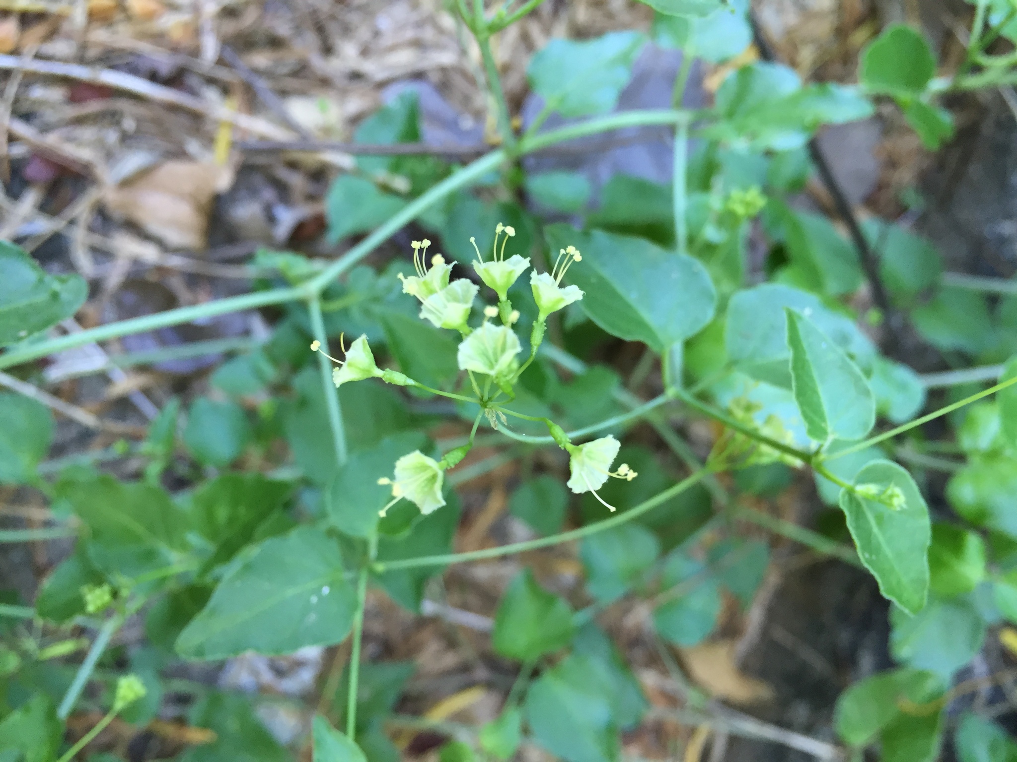 Commicarpus
