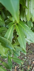 Prunus laurocerasus