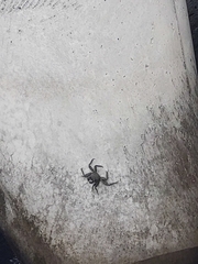 Grapsus adscensionis