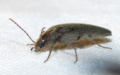 Synchroa punctata
