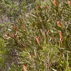 Protea burchellii