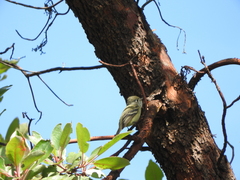 Empidonax occidentalis