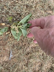 Asclepias oenotheroides