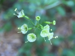 Commicarpus scandens