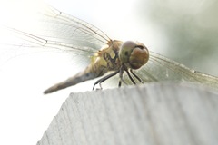 Sympetrum frequens