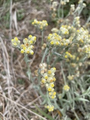 Pseudognaphalium stramineum