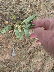 Asclepias oenotheroides