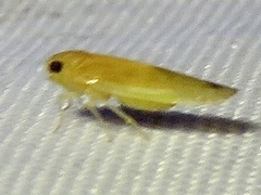 Plectoderini