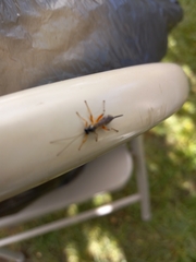 Pimpla pedalis