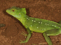 Basiliscus plumifrons