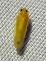 Plectoderini
