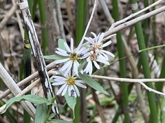 Symphyotrichinae