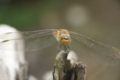 Sympetrum frequens