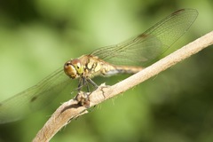 Sympetrum frequens