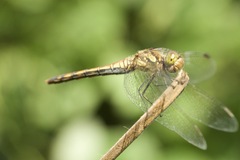 Sympetrum frequens