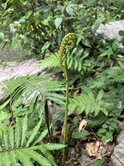 Sphaerostephanos taiwanensis