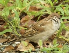 Passer montanus