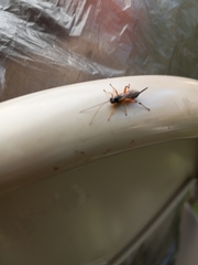 Pimpla pedalis