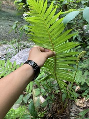 Sphaerostephanos taiwanensis