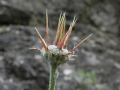 Centaurea ceratophylla