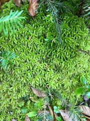 Sphagnum girgensohnii