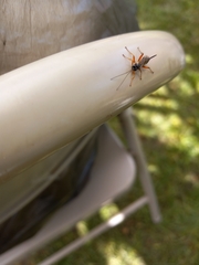 Pimpla pedalis
