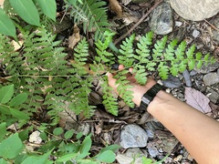 Microlepia nepalensis