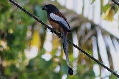 Dendrocitta vagabunda