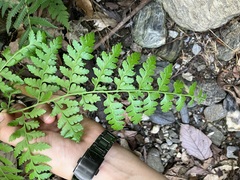 Microlepia nepalensis