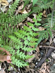 Microlepia nepalensis