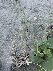 Psorothamnus schottii