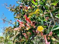 Dolichandra cynanchoides