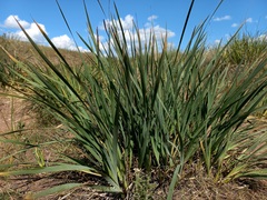 Iris lactea biglumis