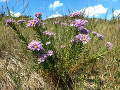 Galatella dahurica