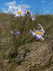 Aster biennis