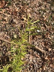 Baccharis neglecta