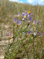 Galatella angustissima