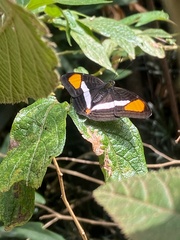 Adelpha
