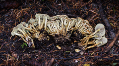 Hypholoma fasciculare